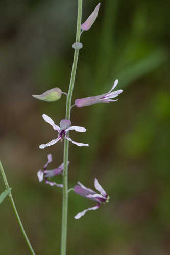 Streptanthus hyacinthoides #10